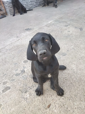 Cane Corso 3 luni