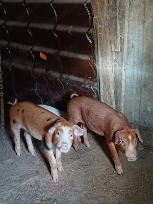 purcei marele alb cu duroc - imagine 3