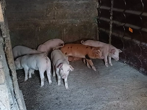 purcei marele alb cu duroc - imagine 2