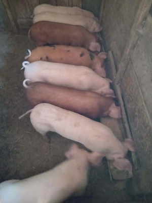 purcei marele alb cu duroc