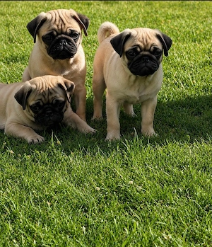 Pug mops de vanzare, 12 saptamani