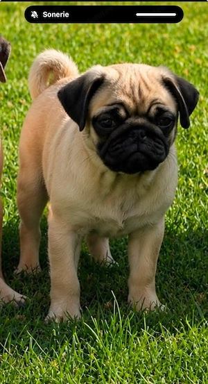 Pug mops de vanzare, 12 saptamani - imagine 3