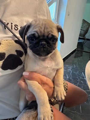 Pug mops de vanzare, 12 saptamani - imagine 4