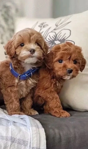 maltipoo,femela si mascul