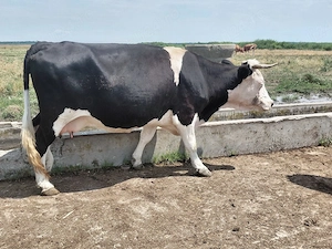 Vaca Balțata cu negru