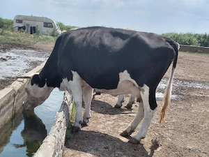Vaca Balțata cu negru - imagine 3