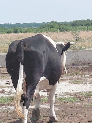 Vaca Balțata cu negru - imagine 5