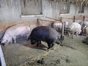 vand porci - imagine 5