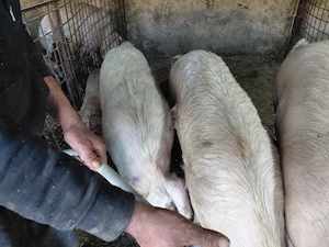 vand porci