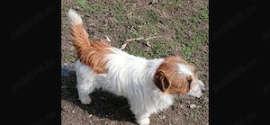 Jack Russel terrier din părinți cu pedigree  - imagine 2
