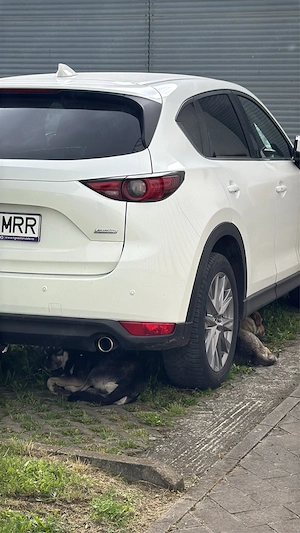 mazda cx5 benzina 2.0 2019 - imagine 5