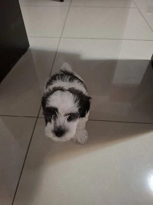 Pui de Shih tzu 9 săptămâni alb-negru - imagine 4