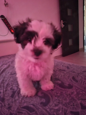 Pui de Shih tzu 9 săptămâni alb-negru - imagine 2