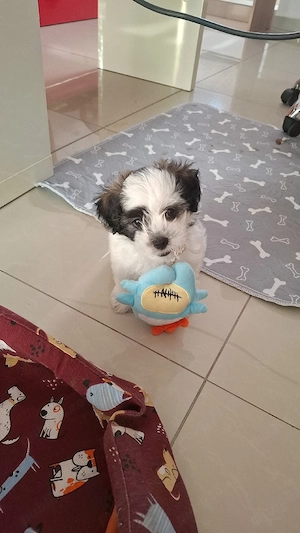 Pui de Shih tzu 9 săptămâni alb-negru - imagine 5