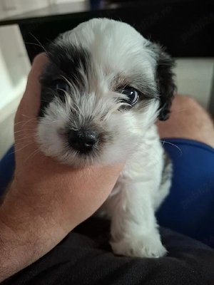 Pui de Shih tzu 9 săptămâni alb-negru - imagine 3
