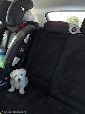 Vand bichon maltez mini toy