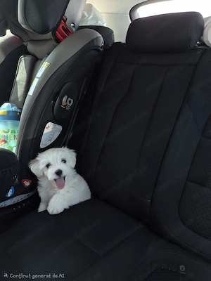 Vand bichon maltez mini toy - imagine 2
