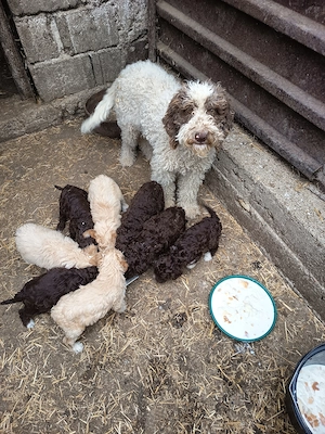 Lagotto romagnolo 
