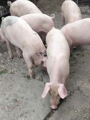 Șoldani marele alb ,40-45  kg,mascuri castrați  - imagine 3