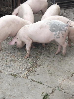 Șoldani marele alb ,40-45  kg,mascuri castrați 