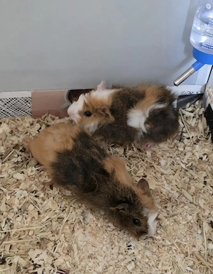 Donez 2 porcusori de guinea