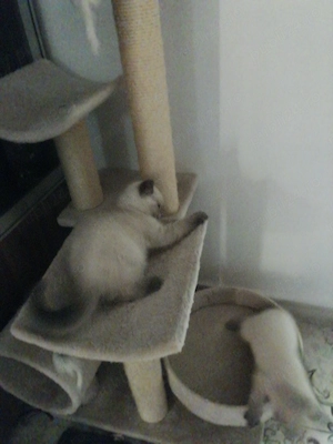Trei pisicuțe British Shorthair Colorpoint căutăm "căsuță și părinți" care să ne crească  - imagine 2