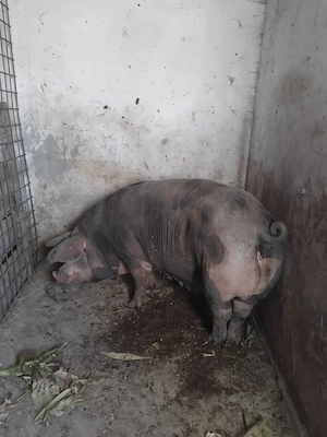 Scroafă gestanta disponibila 