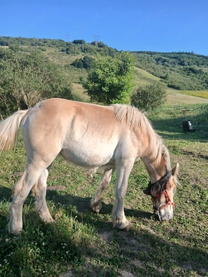Manza de vanzare
