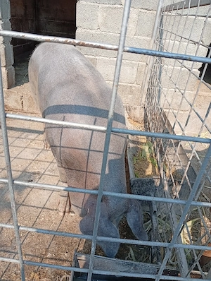Vind scroafă rasă pietriean are 225 kg - imagine 3