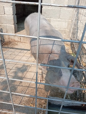 Vind scroafă rasă pietriean are 225 kg