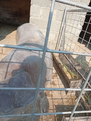 Vind scroafă rasă pietriean are 225 kg - imagine 2