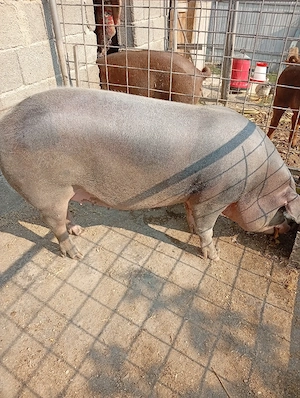 Vind scroafă rasă pietriean are 225 kg - imagine 4