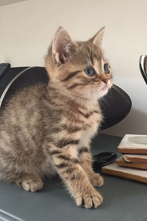 American shorthair  - imagine 3