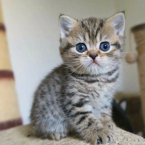 American shorthair  - imagine 2