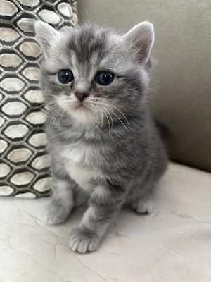 American shorthair - imagine 3
