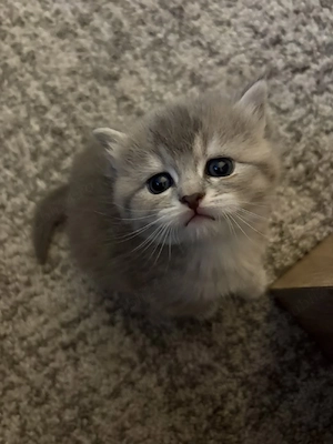 American shorthair - imagine 2