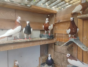 Porumbei jucători vând sau schimb