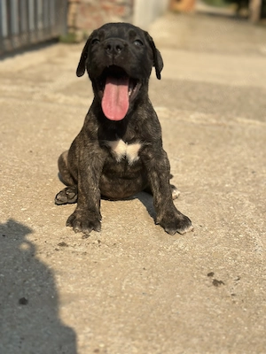 Pui Presa Canario- disponibili pentru vânzare!  - imagine 2