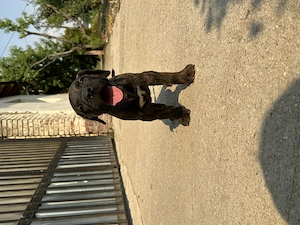 Pui Presa Canario- disponibili pentru vânzare!  - imagine 4
