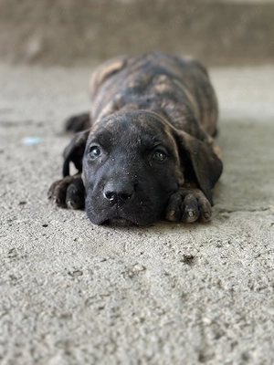 Pui Presa Canario- disponibili pentru vânzare!  - imagine 3