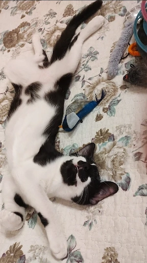 Numele meu este Paco și sunt pregătit să-ți cuceresc inima! 