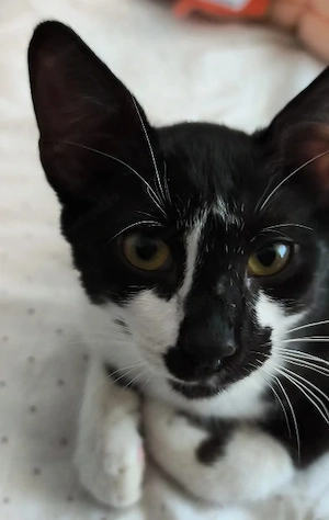 Numele meu este Paco și sunt pregătit să-ți cuceresc inima!  - imagine 3