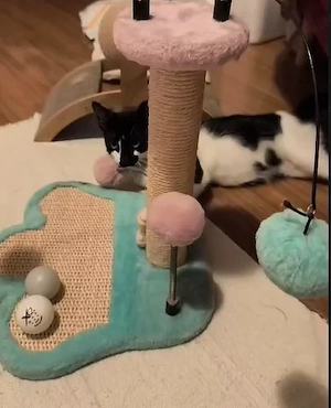 Numele meu este Paco și sunt pregătit să-ți cuceresc inima!  - imagine 2