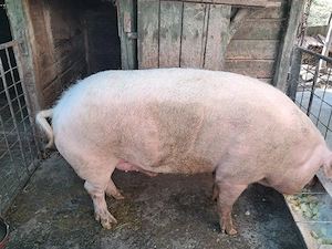 Porc Landrace  - imagine 5