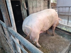 Porc Landrace 
