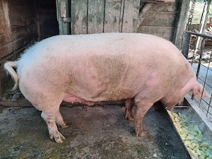 Porc Landrace  - imagine 3