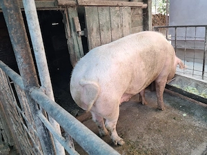Porc Landrace  - imagine 2