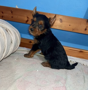 Yorkshire terrier Băiețel  - imagine 2