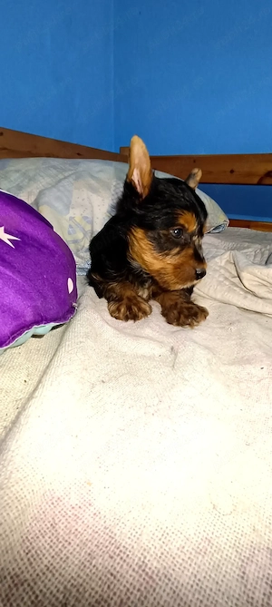 Yorkshire terrier Băiețel  - imagine 3