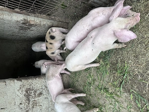 Purcei de vânzare 7 săptămâni 